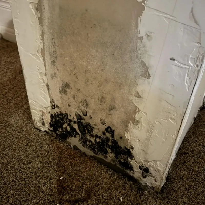 Professional Mold Removal in Temecula, CA